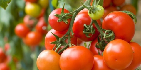 Šta se može saditi sledeće godine posle paradajza